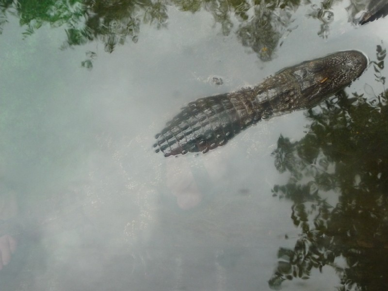 Floating Aligator.JPG